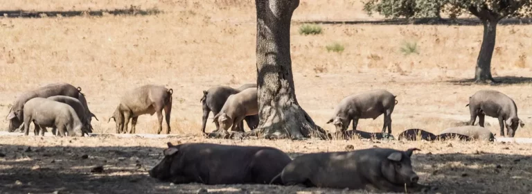 El secreto del sabor del cerdo iberico