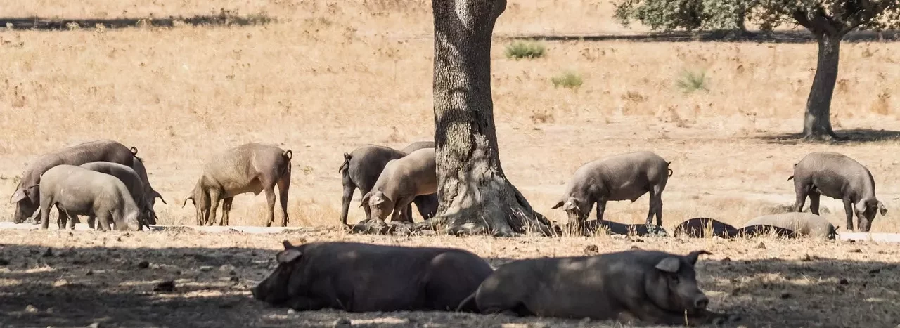 Black Iberian Pigs: The Secret their meat - Goure